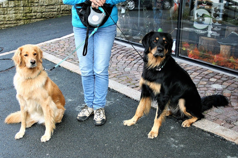 Diferentes tipos de correas para perros: retráctiles