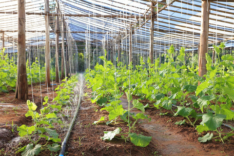 Garden trellis cord for vegetable farmers