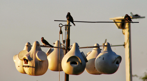 Migración del avión morado y las calabazas.