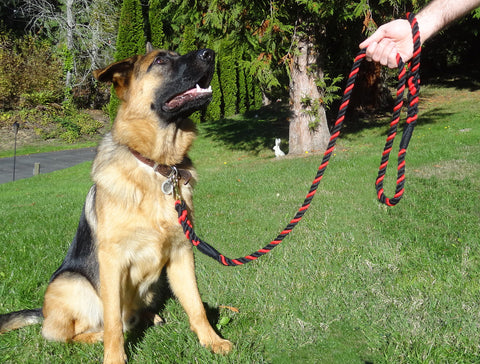 Ravenox-Correa-para-perro-negra-y-roja-con-perro