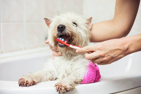 El dueño de una mascota cepillando los dientes de su perro durante el baño.