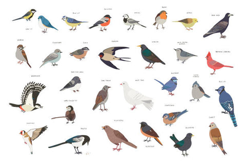 不同类型的常见花园鸟类，包括麻雀和椋鸟。