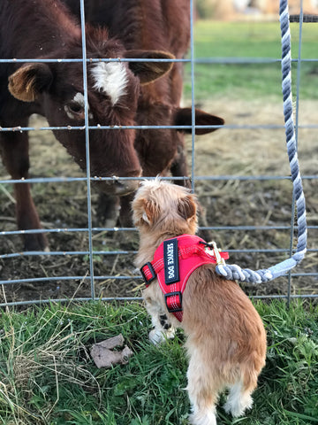 Cómo comprar online la correa perfecta para perros | Comprar correas para perros