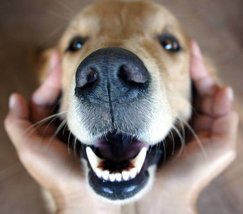 Perro con una sonrisa muy saludable.