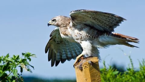 一只鹰栖息在木杆上，展开翅膀。