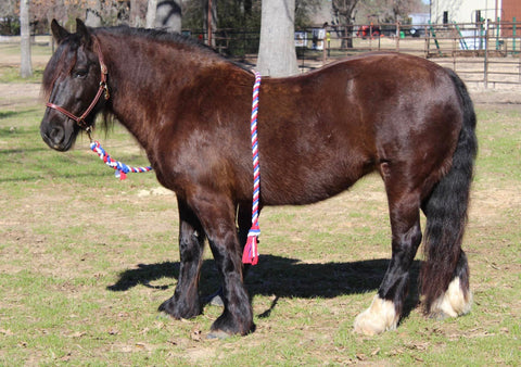 A majestic horse adorned with a premium Ravenox leather halter and a vibrant red, white, and blue cotton lead, symbolizing quality craftsmanship and patriotic spirit.