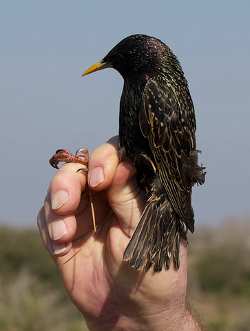 Ravenox Casas para pájaros Gorriones Trampas para especies invasoras