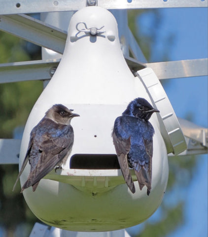 Casas para pájaros RAvenox Purple Martin