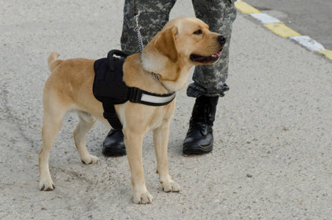 Un veterano con su perro de servicio.