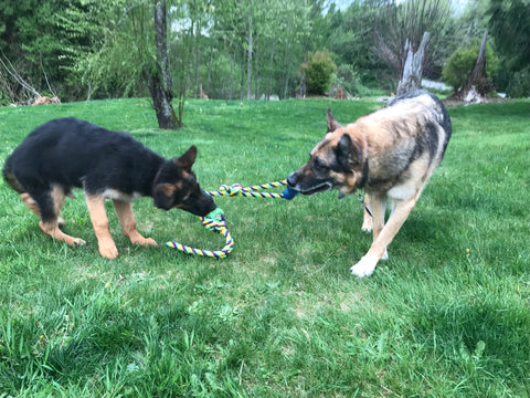 Perros felices Ravenox jugando al tira y afloja con un juguete para perros de cuerda de algodón retorcido de Ravenox.