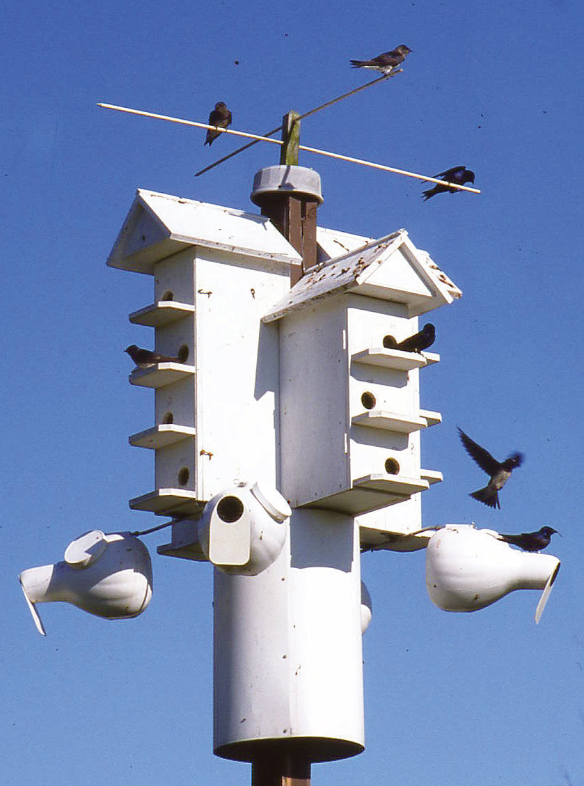 Booklet - T-14 Purple Martin House Plans | Build Your Own Bird House