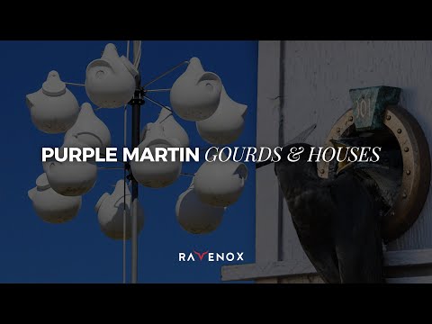 purple martin screen snake guard