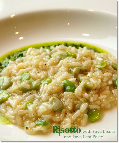 Risotto with Fava Beans and Fava Leaf Pest
