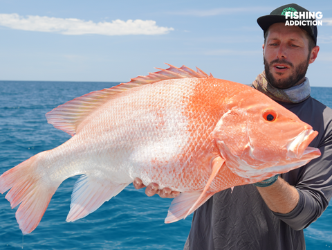 FISHING ADDICTION Great Barrier Reef nannygai