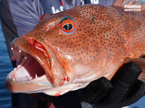 FISHING ADDICTION Great Barrier Reef coral trout