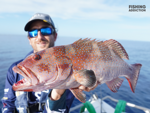 FISHING ADDICTION Great Barrier Reef Coral trout