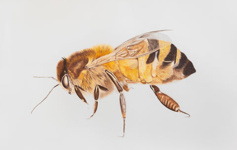 A Colour Pencil drawing of a Bee