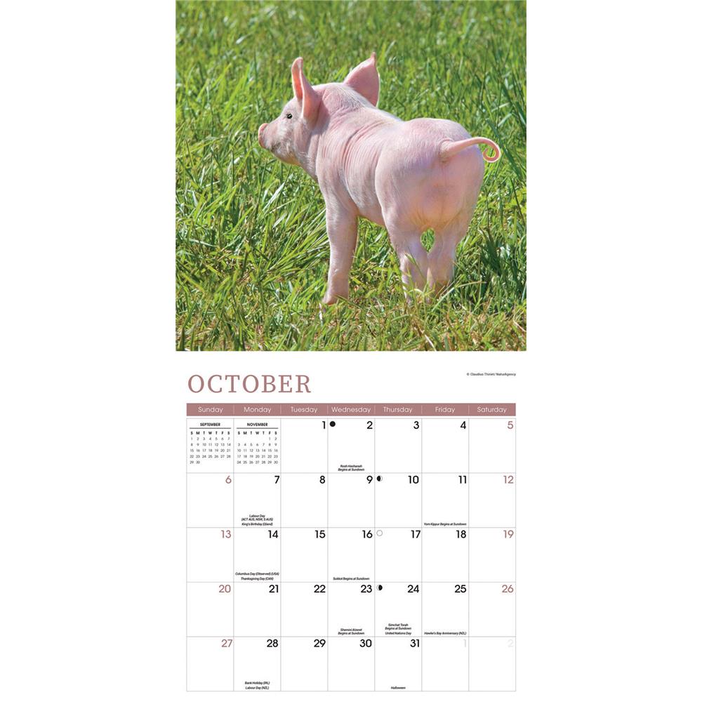 9781529834482 Mini Pigs 2024 Wall Calendar Carousel Calendars
