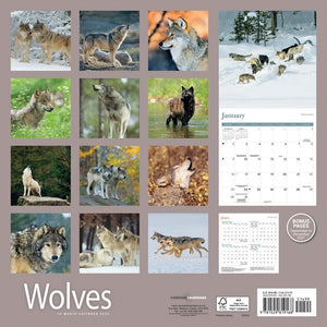 Wolves 2022 Wall Calendar By Carousel Calendars – Calendar Club Of Canada