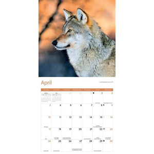 Wolves 2022 Wall Calendar By Carousel Calendars – Calendar Club Of Canada