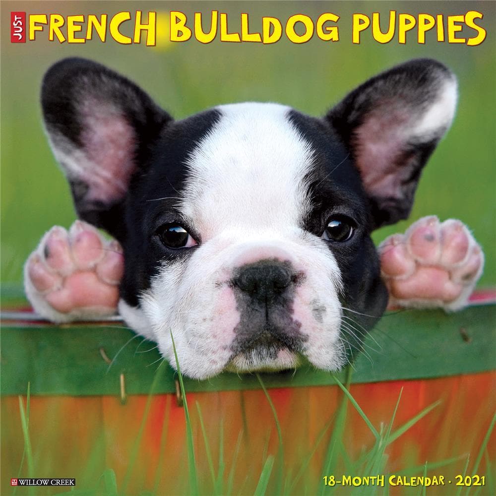 French Bulldog Puppies 2021 Wall Calendar By Willow Creek Press