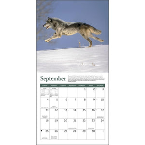 Wolves Wwf 2022 Mini Calendar By Ziga Media Llc | '9781637710494 – Calendar Club Of Canada