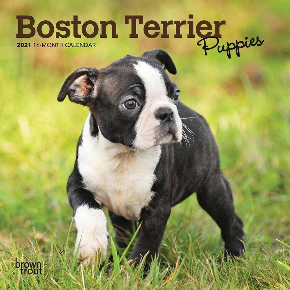 small boston terrier