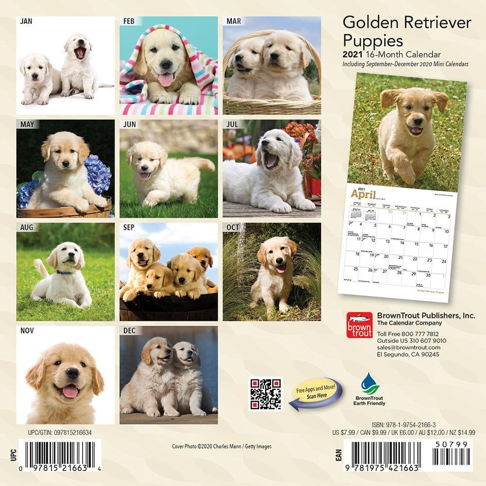 Golden Retriever Puppies 2021 Mini Calendar by BrownTrout ...