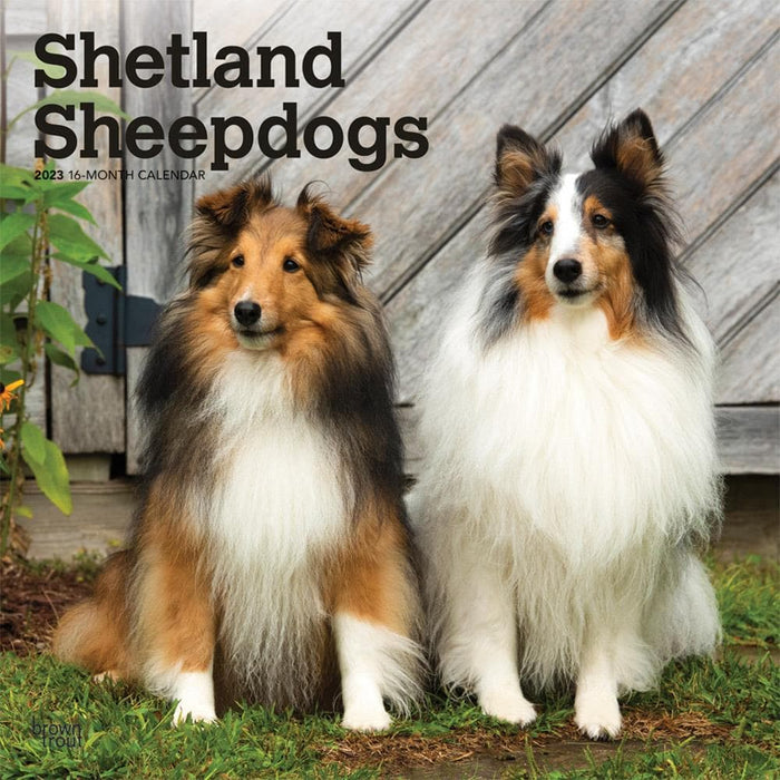 Shetland Sheepdogs 2023 Wall Calendar