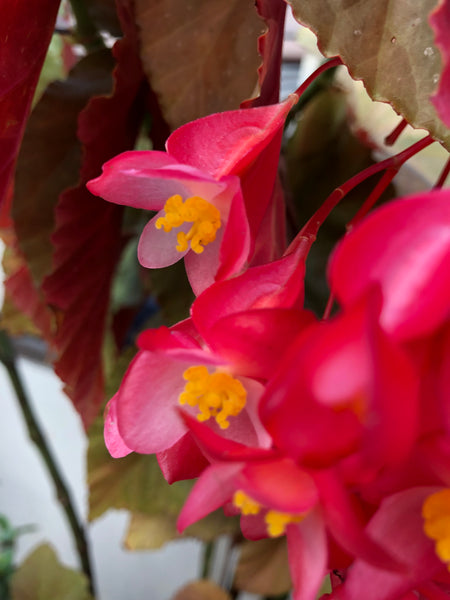 Balinese Flowers