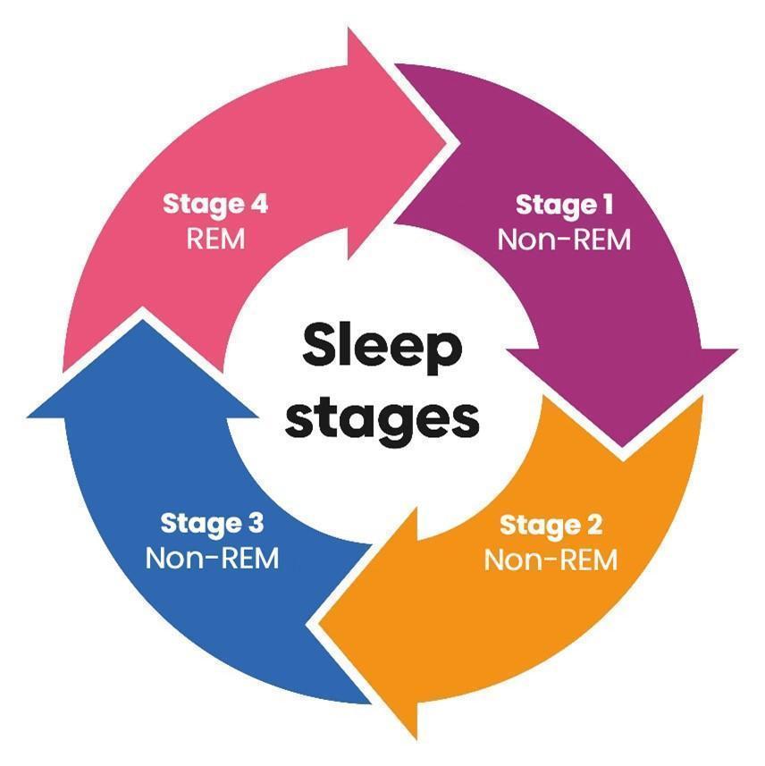 A colorful graphic showing the four sleep stages.
