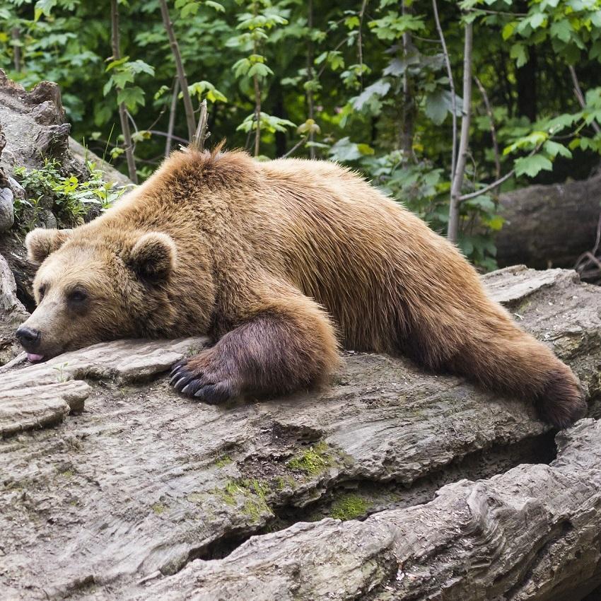 A lazy golden bear rests on its belly in the midday sun. Rest breaks are essential for the Bear chronotype when they hit an energy slump.