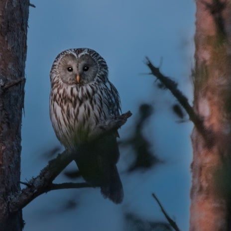 An owl perched in a tree against a night sky. Owl hoots are one of the disturbing sounds that challenge our ability to sleep in the great outdoors.