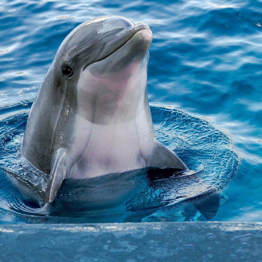 The Dolphin Chronotype is the rarest and makes up only 10% of the population