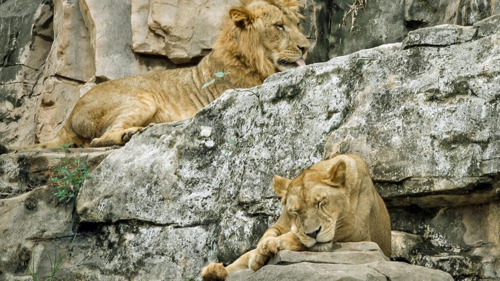 A pair of lions sleeping in the afternoon sun--representing the Lion Chronotype--whose ideal naptime is 1:30 pm.