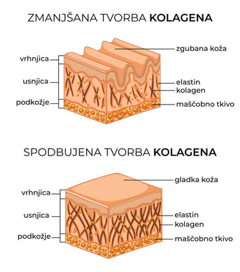 kolagen_grafika (2).jpg__PID:903c163c-2663-4efc-831a-68479c3068a1