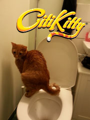 CitiKitty toilet trained kitty gets rid of the litter box