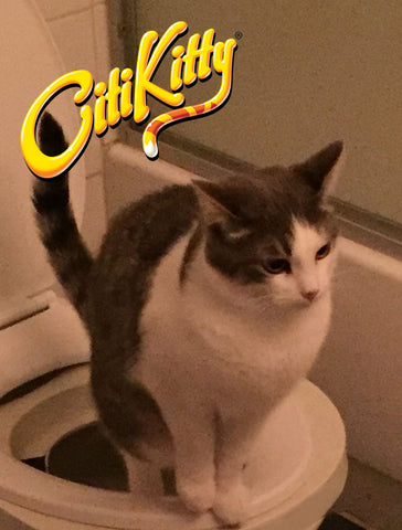 Toilet trained Tabby Cat from Michigan