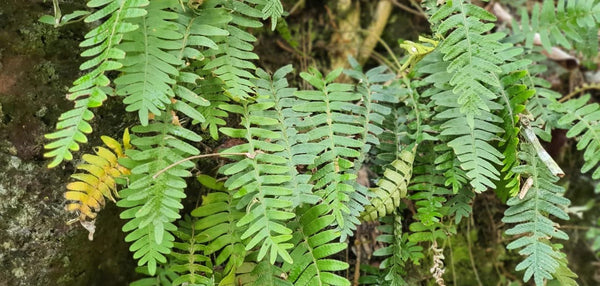 Kalawalla leaf from honduras