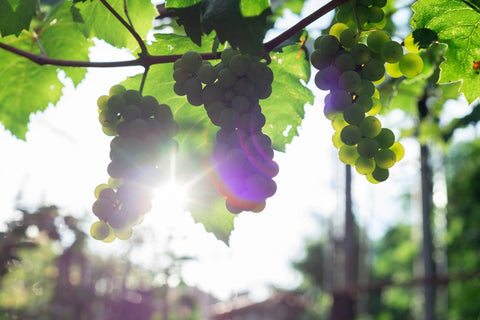 sunlit purple grape bunches on the vine