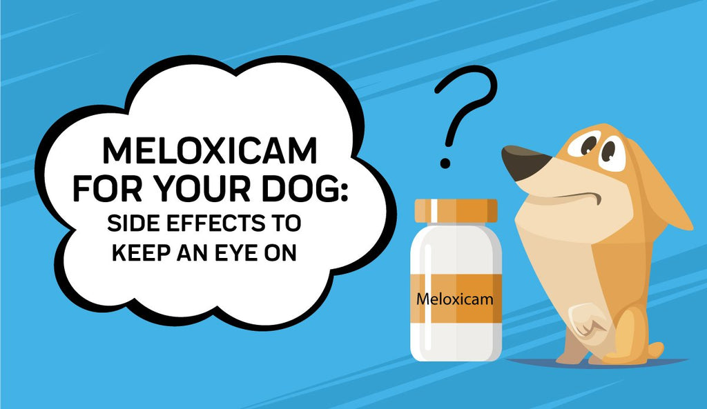 Meloxicam For Your Dog Side Effects To Keep An Eye On Innovet Pet