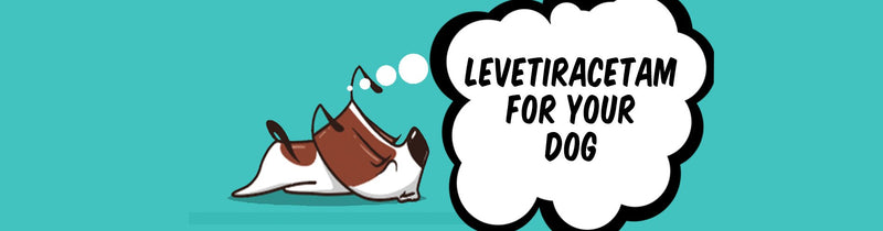 Your Guide To Levetiracetam For Your Dog Innovet Pet