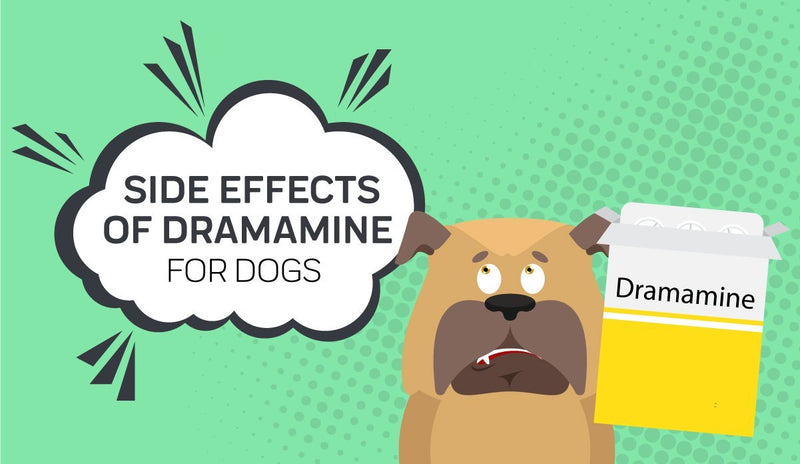 Dramamine For Dogs: Everything You Need 