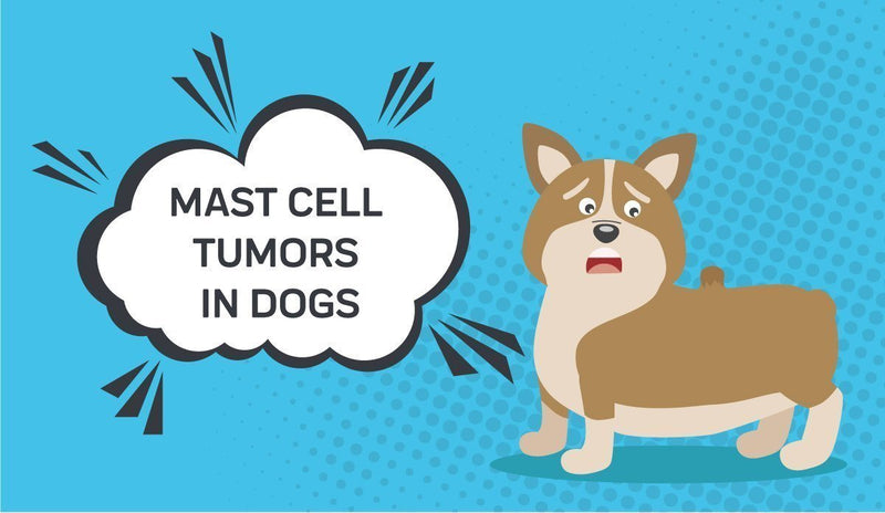 what is the life expectancy of a dog with a mast cell tumor