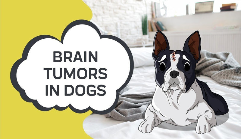 what are the symptoms of a dog with a brain tumor