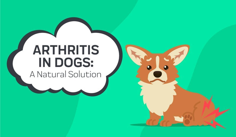 what can cause temporary paralysis in dogs