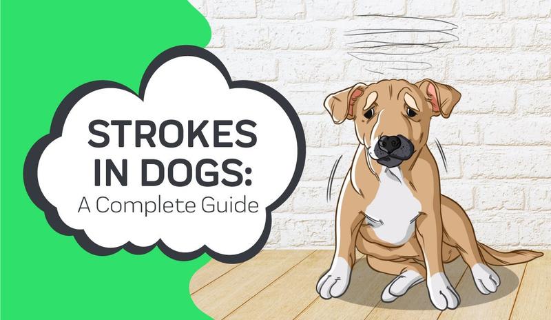 What Are Symptoms Of A Stroke In Dogs