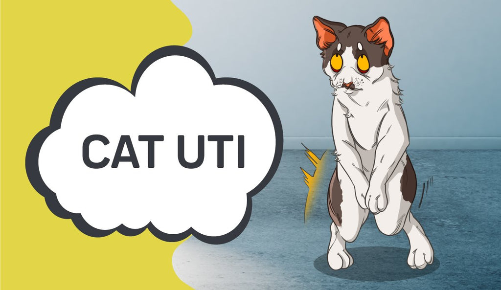 female cat uti treatment