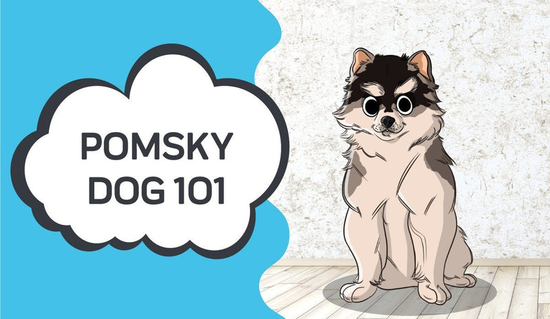 what you need to know about a pomsky