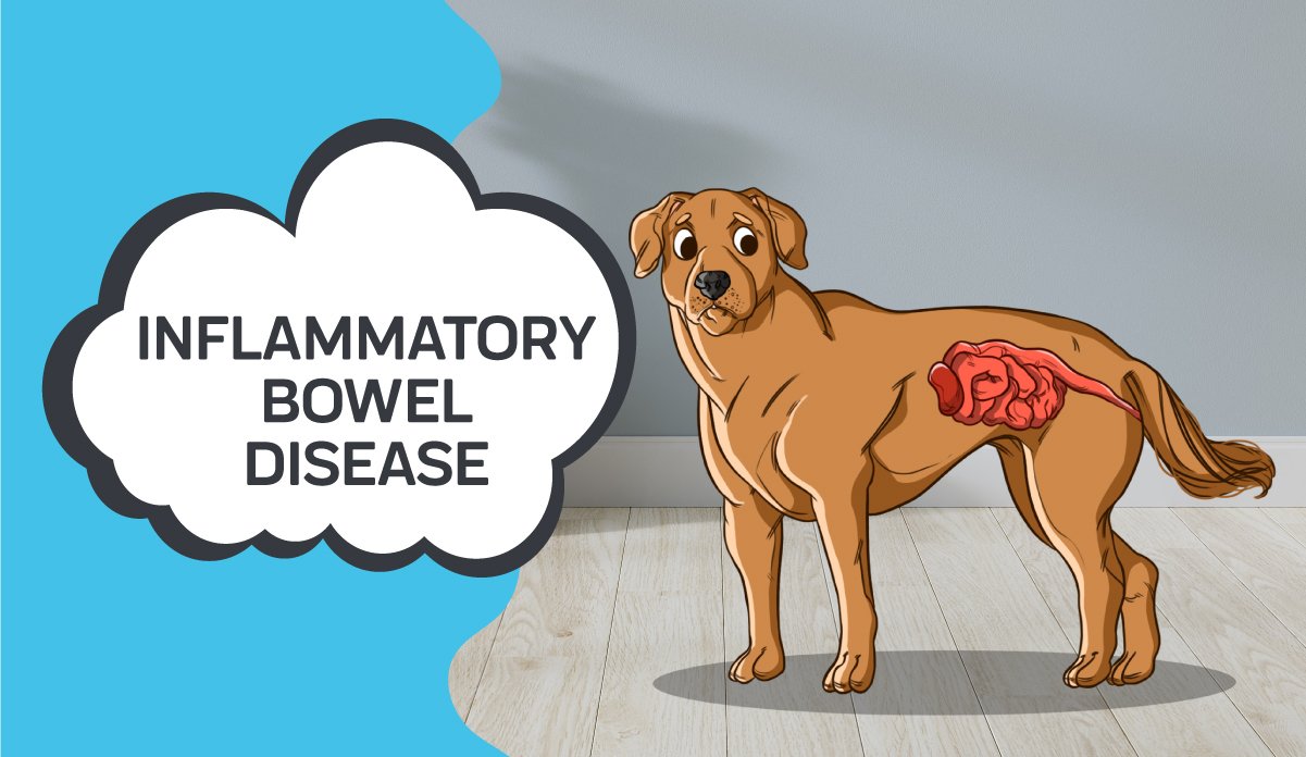 inflammatory-bowel-disease-in-dogs-and-how-cbd-can-help-innovet-pet